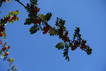 Slanting branch of rowan with berries against blue sky