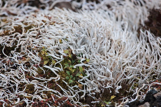 Thamnolia vermicularis is a genus of lichenized fungi: members of the genus are commonly called whiteworm lichens
