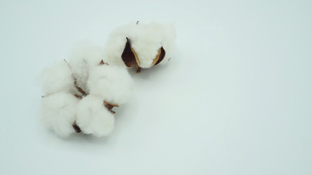 Cotton flowers on white background.