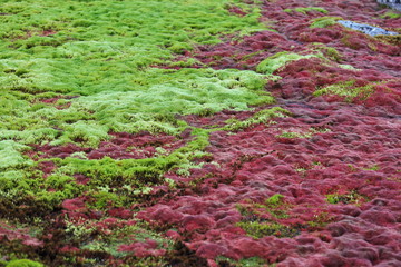 Arctic moss - polar colors - 302648600