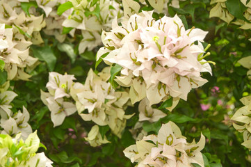 white flowers are in full bloom