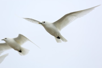 Ivory Gull (Pagophila eburnean) in the Arctic