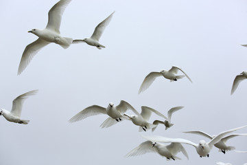 Ivory Gull (Pagophila eburnean) in the Arctic