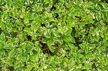 Fototapeta premium Green leaves for background