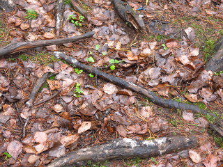 tree roots on the path in the autumn forest