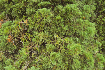 Green leaves for background
