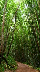 Fototapeta na wymiar hiking trail through the bamboo forest