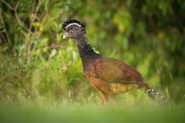 Crax rubra, Great curassow The bird standing on the ground in nice wildlife natural environment of ..Costa Rica