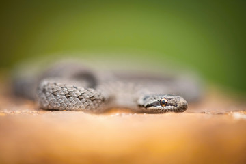Natrix natrix, grass snake, Snake is crawling on the brown ground, green background