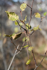 Autumn dry leaves macro photography with blurred background. Bush twigs close up. Green and yellow foliage