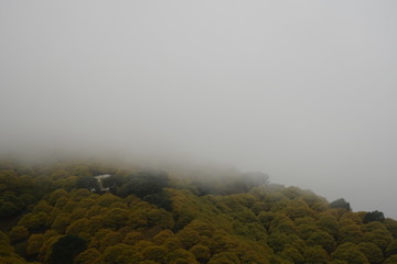 Castanea sativa chesnut  and fog castañar con niebla otoño en el valle del genal serrania de...