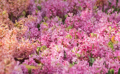 Field of pink Hyacinth flowers