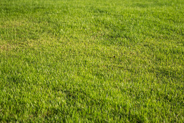 field of green grass