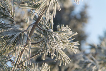 closeup of pine tree frozen branch in winter on the blue sky background