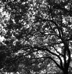 Silhouette of a large tree towering against the afternoon sunlight in black and white