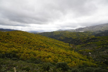 forest autumn clouds Castanea sativa chesnut  castañar y  pujerra otoño en el valle del genal...