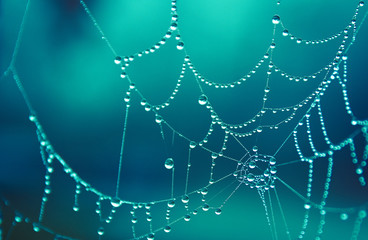 Spider web covered in morning dew drops, beautiful in cold winter morning colorful beautiful teal - obrazy, fototapety, plakaty