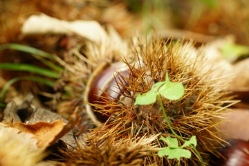 chestnut hedgehog erizo de castaña otoño en el valle del genal serrania de ronda malaga andalucia 