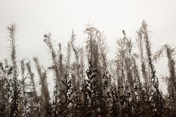 Dry autumn grass in the fog.