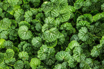 Natural green background of green leaves