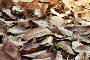 Dry leaves on floor background 