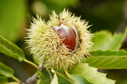chestnut hedgehog erizo de casta&ntilde;a oto&ntilde;o en el valle del genal serraria de ronda malaga andalucia  espa&ntilde;a