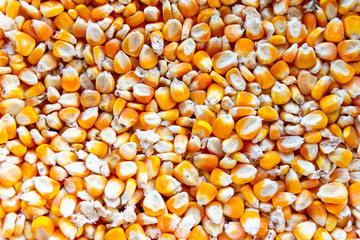 background of corn seeds