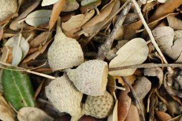 acorn bellota otoño en el valle del genal serraria de ronda malaga andalucia  españa