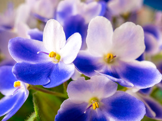 Flowering blue-white African violet (Saintpaulia) - closer look at the flowers - Selective focus.