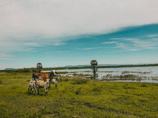 Fototapeta premium man on bike in field