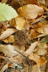 chestnut hedgehog erizo de castaña otoño en el valle del genal serraria de ronda malaga andalucia  españa