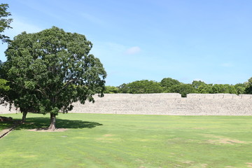 arbol en explanada edzna mexico