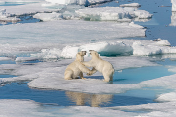 Naklejka premium Two young wild polar bear cubs playing on pack ice in Arctic sea, north of Svalbard