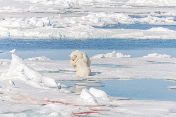 Two young wild polar bear cubs playing on pack ice in Arctic sea, north of Svalbard