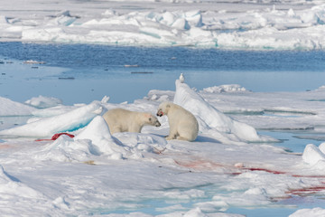 Two young wild polar bear cubs playing on pack ice in Arctic sea, north of Svalbard