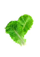 Leaf of green fresh lettuce isolated on a white background. Nutrition plan