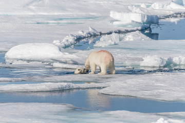 Two young wild polar bear cubs playing on pack ice in Arctic sea, north of Svalbard