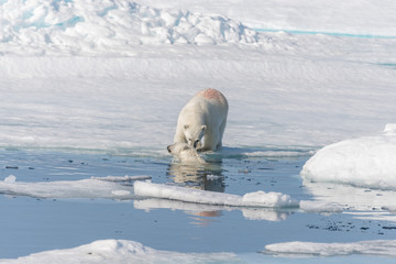 Two young wild polar bear cubs playing on pack ice in Arctic sea, north of Svalbard