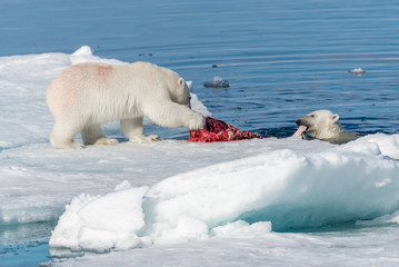 Obraz na płótnie Canvas Two wild polar bears eating killed seal on the pack ice north of Spitsbergen Island, Svalbard