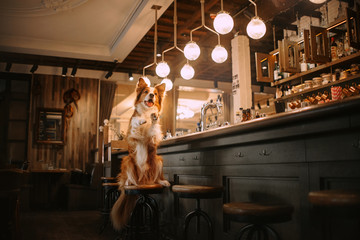 red and white border collie dog posing in a bar