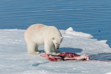 Naklejka na ściany i meble Two wild polar bears eating killed seal on the pack ice north of Spitsbergen Island, Svalbard