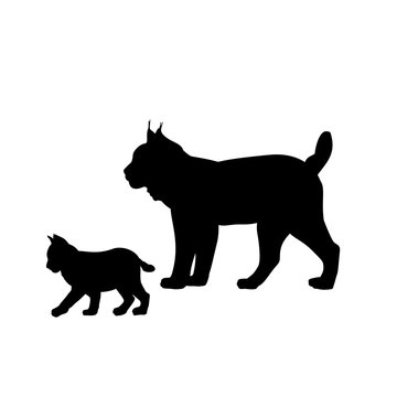 Silhouette of Lynx and young little Lynx