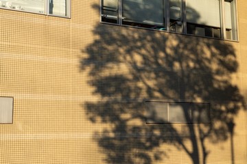 壁に映る大きな木の影