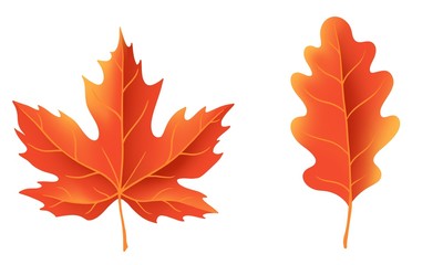 Set of autumn illustration element, Dried leaves on white background. Thanksgiving day concept