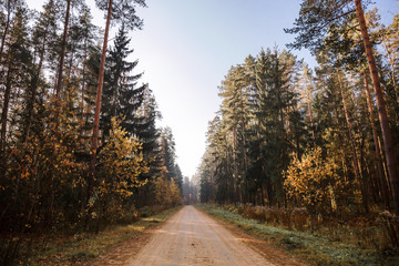 Autumn forest road. Rays of sunlight shine through the branches of trees.