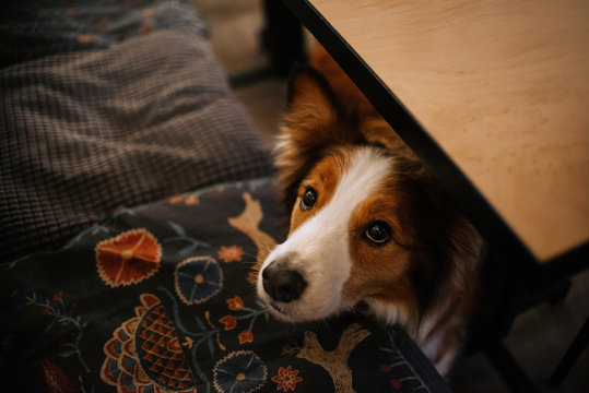 border collie dog begging from under the table