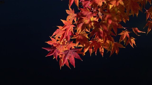 Japanese maple leaves in red, autumn leaves. 4K