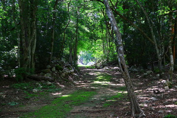 Camino en la selva chiapaneca