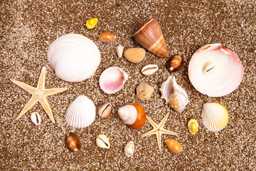 Sea star and sea shells on sandy beach on sunny day. Relaxation concept.