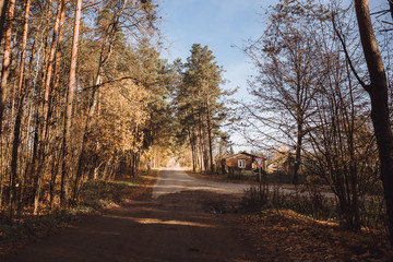 Forest road leading to a wooden house. Rays of sunlight shine through the branches of trees.
